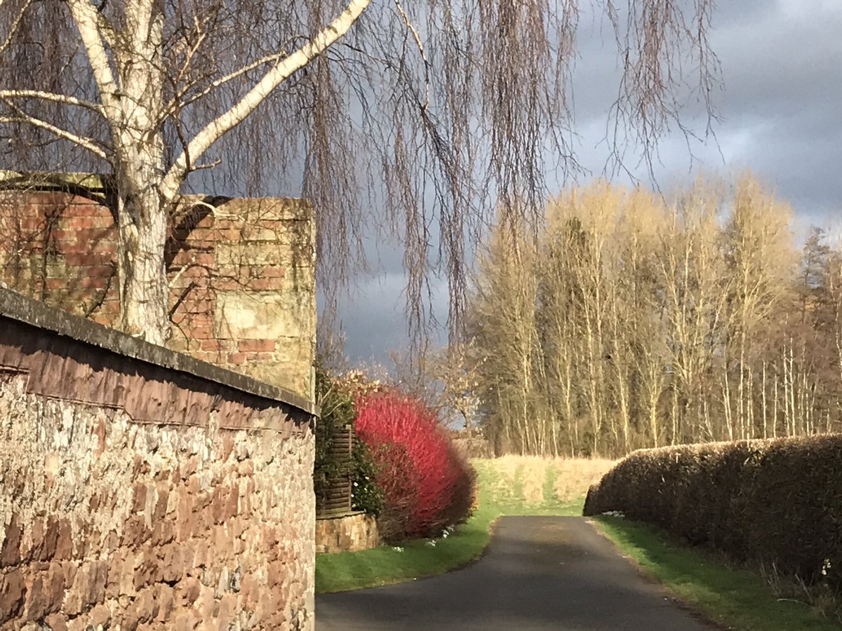 Too windy to cycle today (😢) but amazing sun & cloud this afternoon lighting up the dogwood #Kelso #cornus #wintersun
