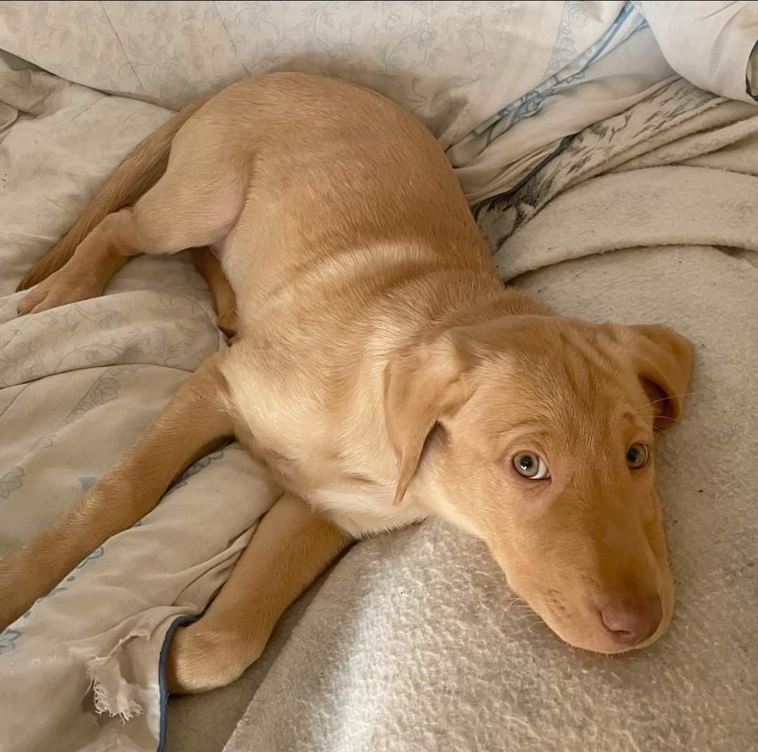 This guy is ready for his new home!  Last one!
Ckc registered, first and second vaccinations done, dewormed, microchipped, 30 days free pet free insurance, and one year health guarantee.