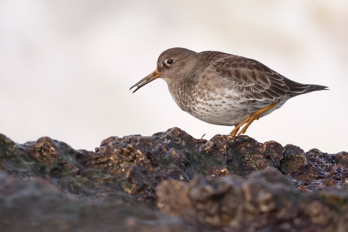 A group of 4 Purple sandpipers were showing well at Ogmore-by-sea on Thursday