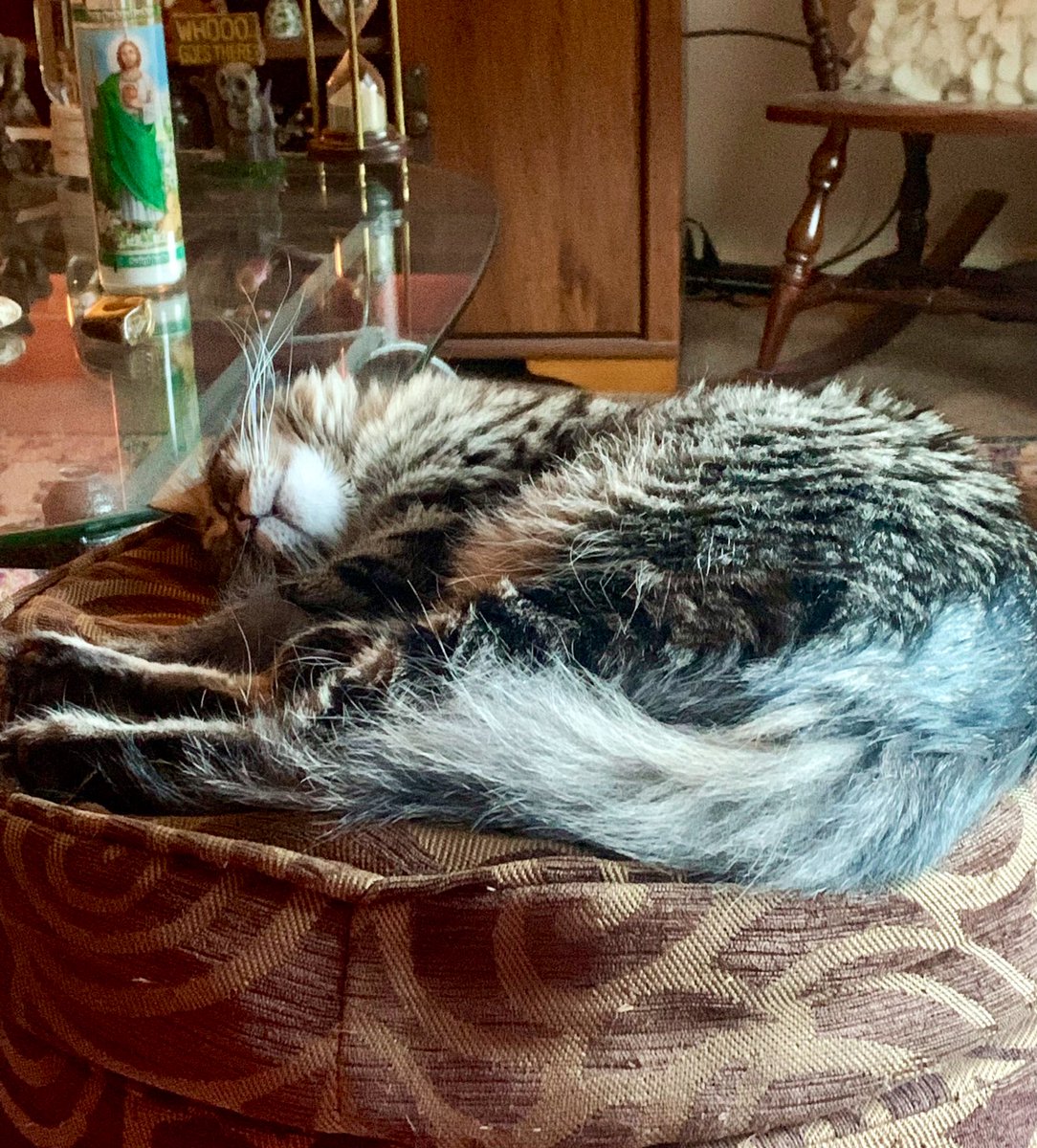michelef1205's tweet photo. She wonβt let me put my feet π£ up spoiled lil boogie #Layla #Kitter πΎ https://t.co/zs4eegnOeb