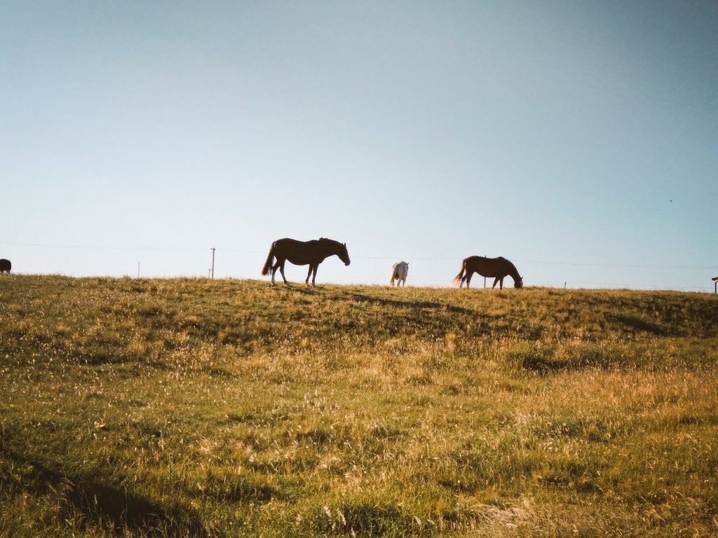 #Caballos en #MardelSud #horses #horsespic