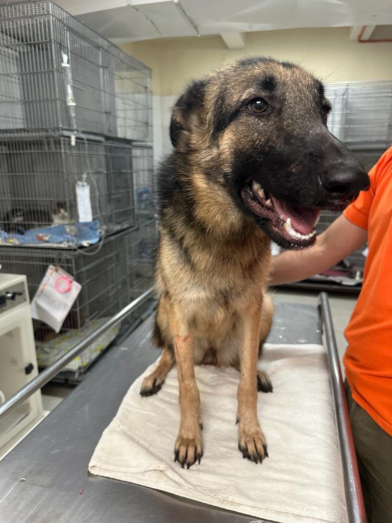 sophilaco's tweet photo. El miércoles le chocaron a esta pastorcita aleman en mi cuadra. Le socorrimos y esta en la vete. Es cachorrona aun y muy mansa, se nota se que escapo. Necesitamos encontrar a los dueños RT PORFA. 
Barrio Mburucuya https://t.co/Glg17pM8GB