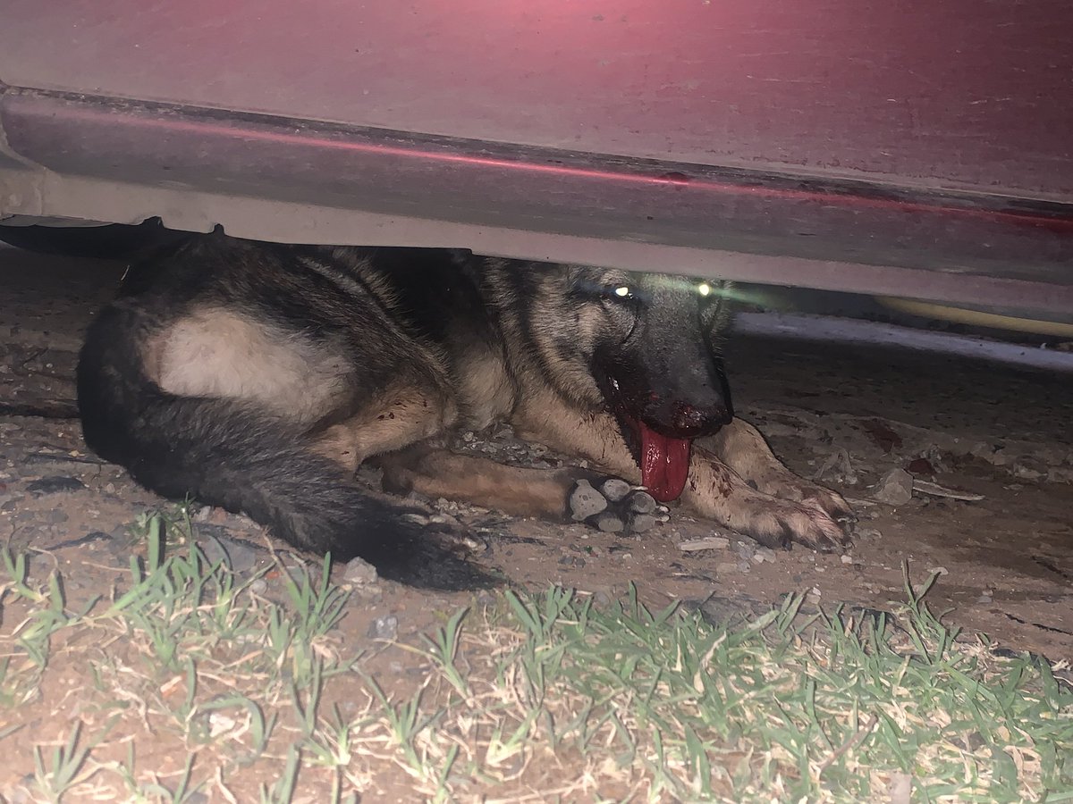 sophilaco's tweet photo. El miércoles le chocaron a esta pastorcita aleman en mi cuadra. Le socorrimos y esta en la vete. Es cachorrona aun y muy mansa, se nota se que escapo. Necesitamos encontrar a los dueños RT PORFA. 
Barrio Mburucuya https://t.co/Glg17pM8GB