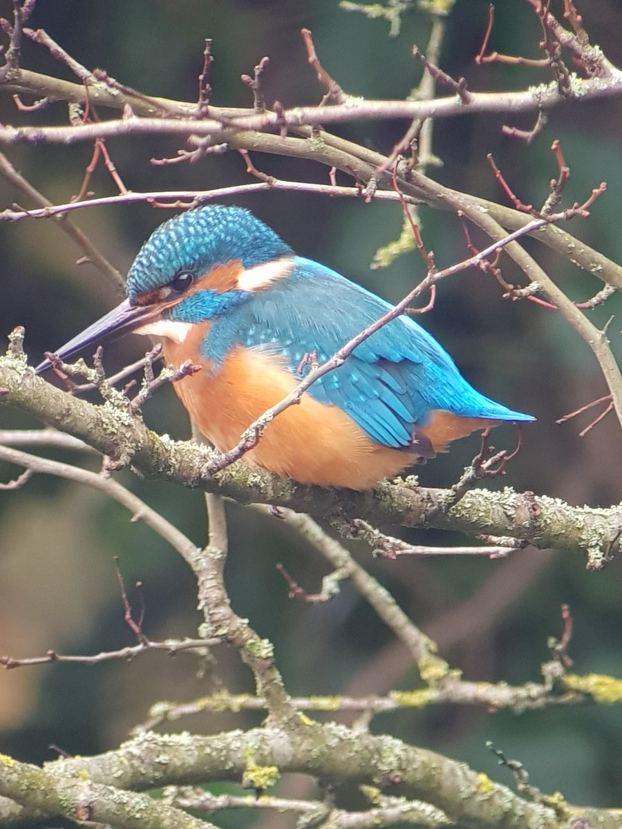 CliveyHiggs's tweet photo. Phone scoped lovely kingfisher along the rushall canal , https://t.co/q2BW7ylWzp