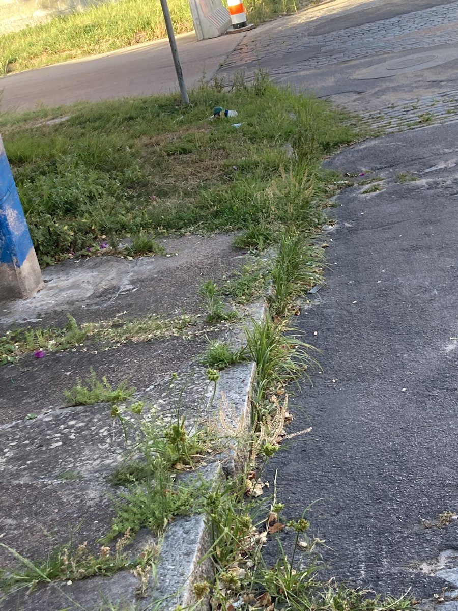 Oli250474's tweet photo. El pastizal en la calle sigue creciendo y no se ha visto hace muchos meses a la cuadrilla de @mtacuru que realizaba eficientemente el trabajo, que paso @montevideoIM Municipio C https://t.co/mmUzv91E4N