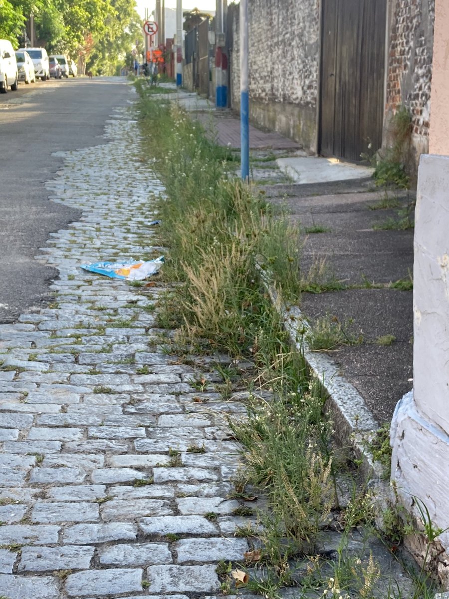 Oli250474's tweet photo. El pastizal en la calle sigue creciendo y no se ha visto hace muchos meses a la cuadrilla de @mtacuru que realizaba eficientemente el trabajo, que paso @montevideoIM Municipio C https://t.co/mmUzv91E4N