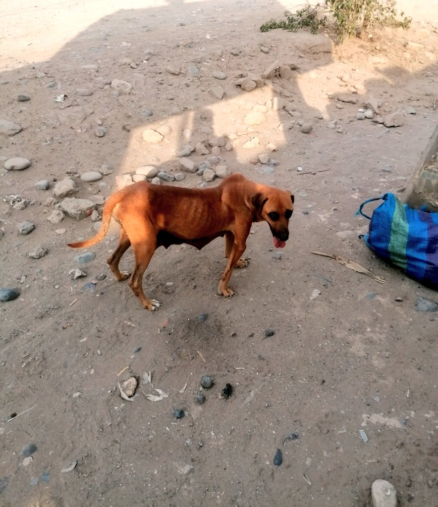 _arlettesalazar's tweet photo. REALIDAD DEL ABANDONO Y SUFRIMIENTO EN CALLAO

Es solo un poco de lo que padecen los animales y lo poquito que pueda hacer es nada para comparación de LA CANTIDAD Y INDIFERENCIA ES MÁS 
Al menos ayúdemos para aplacar su hambre y sed🙏🏼😖
🆘Yape/plin 934 962 128 Jaquelyn Salazar https://t.co/Cg2a7UHzkQ