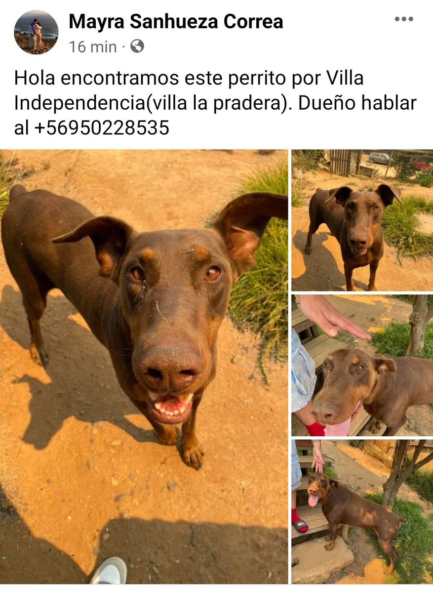 dani_pardo's tweet photo. ENCONTRADO VILLA INDEPENDENCIA (LA PRADERA) 👇🏼 https://t.co/hFZOzSaD1m