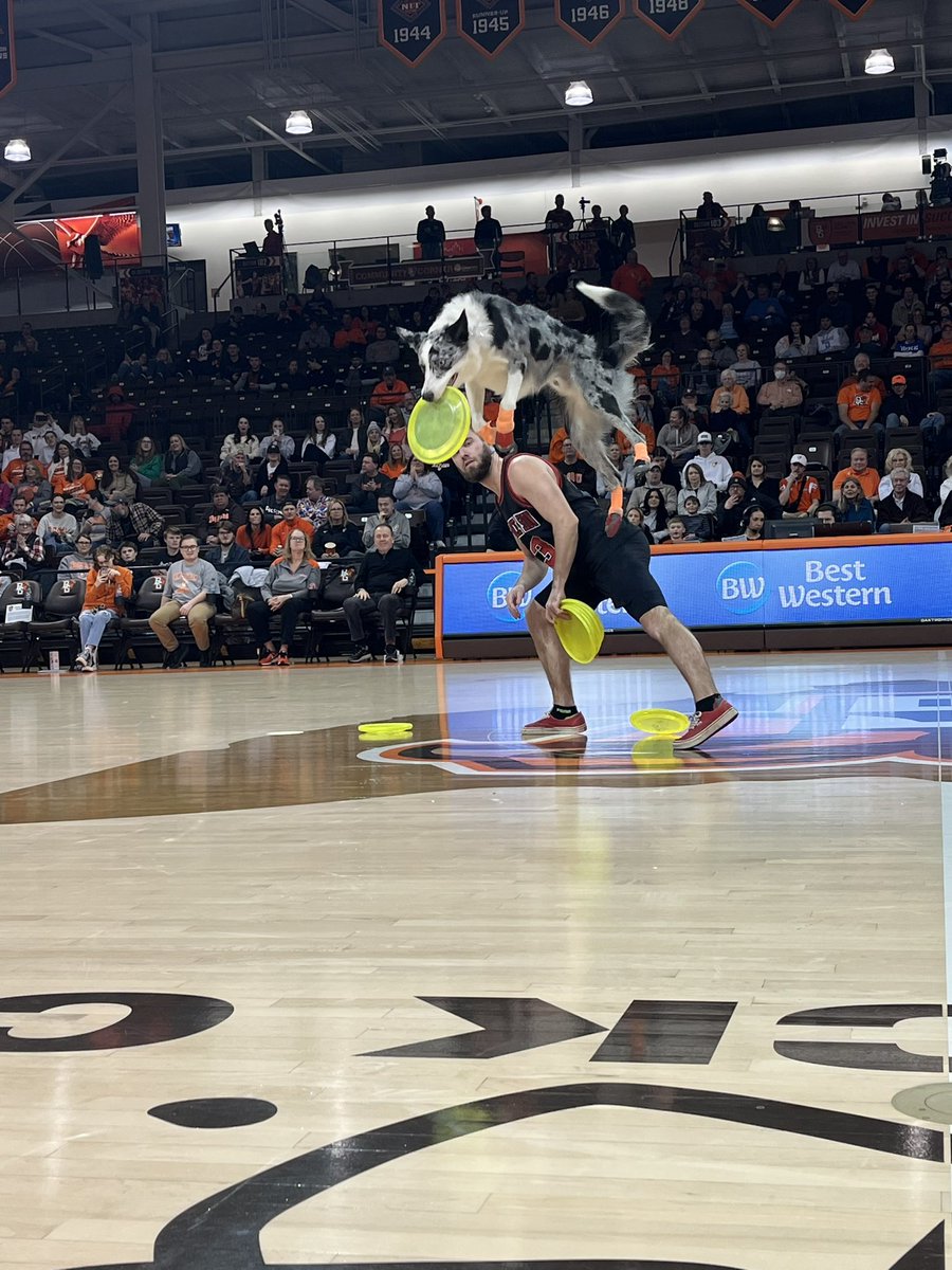 BGScreechTeam's tweet photo. Love a dog performance show at halftime! https://t.co/nGVjlSoVjH