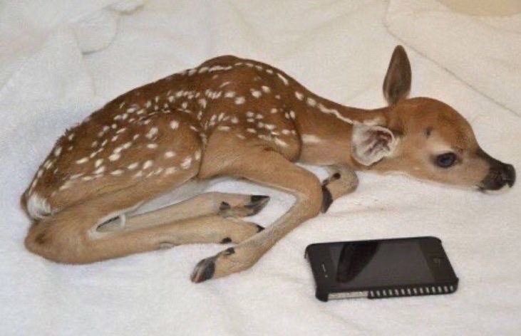 ploocki's tweet photo. me mourning after seeing thinspo I could’ve been if I didn’t lack discipline https://t.co/WaoWTgPcFF