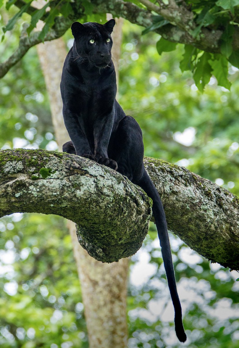 jerindinesh's tweet photo. @BehrouzRamyad Do check my black panther NFT https://t.co/31rnL6PQUZ https://t.co/6RVDryqn30