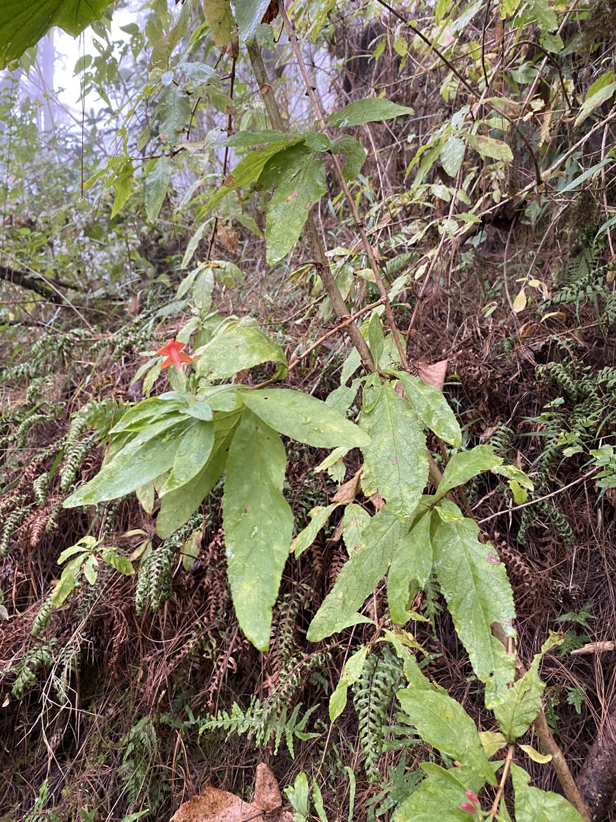 #PlantID help! I have tried the Convolvulaceae, Bignoniaceae, Acanthaceae, and Nyctaginaceae in the Flora of Guatemala but I cannot get a match. It's a tendril-free climber growing in the understory of a humid mixed forest in central Guatemala at about 1,650 m altitude. Thanks!