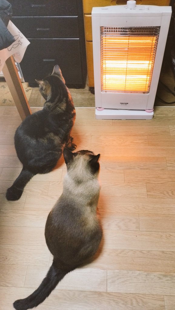 kaiandile's tweet photo. 暖をとるにゃんズ🔥
#猫 #ねこ #猫が好き #猫がいる幸せ #猫がいる暮らし #猫好きな人と繋がりたい #猫写真 #猫は天使 #シャム #アメショ https://t.co/omTQBLz6XV