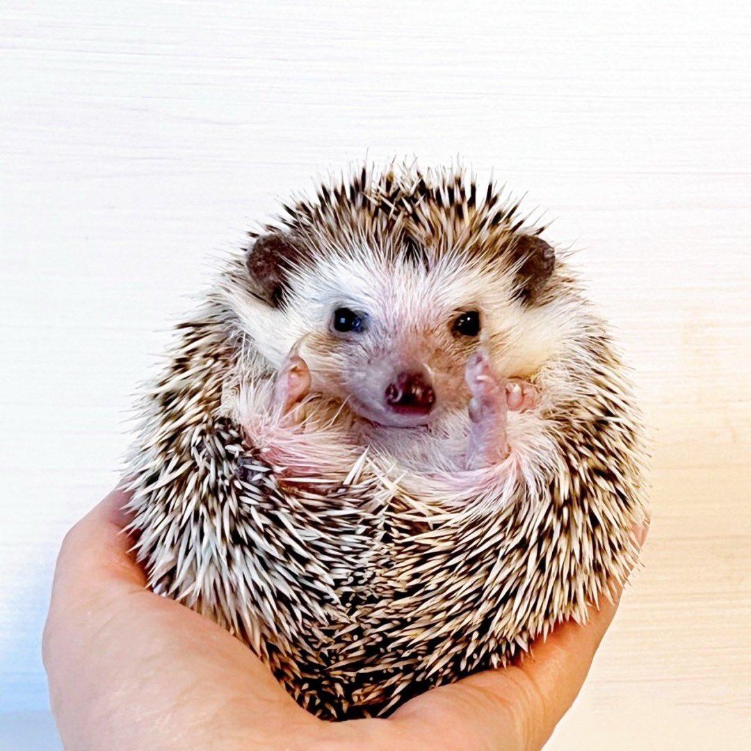 savethehedgehog's tweet photo. こんにちは😊🦔
大阪にて里親さんの募集です。
年齢不明
335〜340gの
優しいお顔がとっても可愛い元気な女の子❤️
かわいいお顔をすぐ見せてくれます☘️
トイレは砂場にする綺麗好きさんです😊
ダニ、カビ陰性です。
DMまたはメールにてお問い合わせお待ちしております。 https://t.co/md393gDOwV