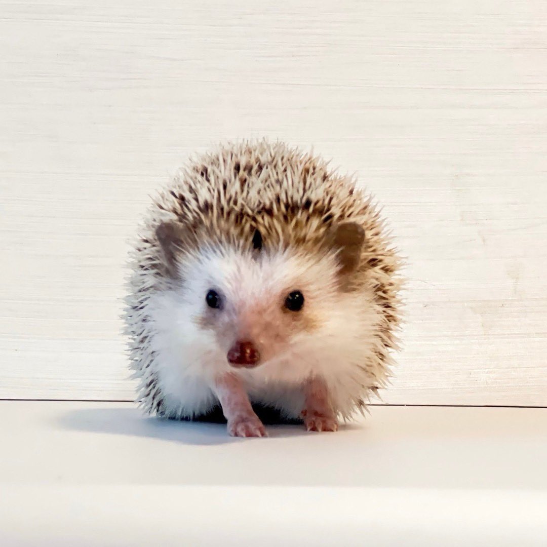 こんにちは😊🦔
大阪にて里親さんの募集です。
年齢不明
335〜340gの
優しいお顔がとっても可愛い元気な女の子❤️
かわいいお顔をすぐ見せてくれます☘️
トイレは砂場にする綺麗好きさんです😊
ダニ、カビ陰性です。
DMまたはメールにてお問い合わせお待ちしております。