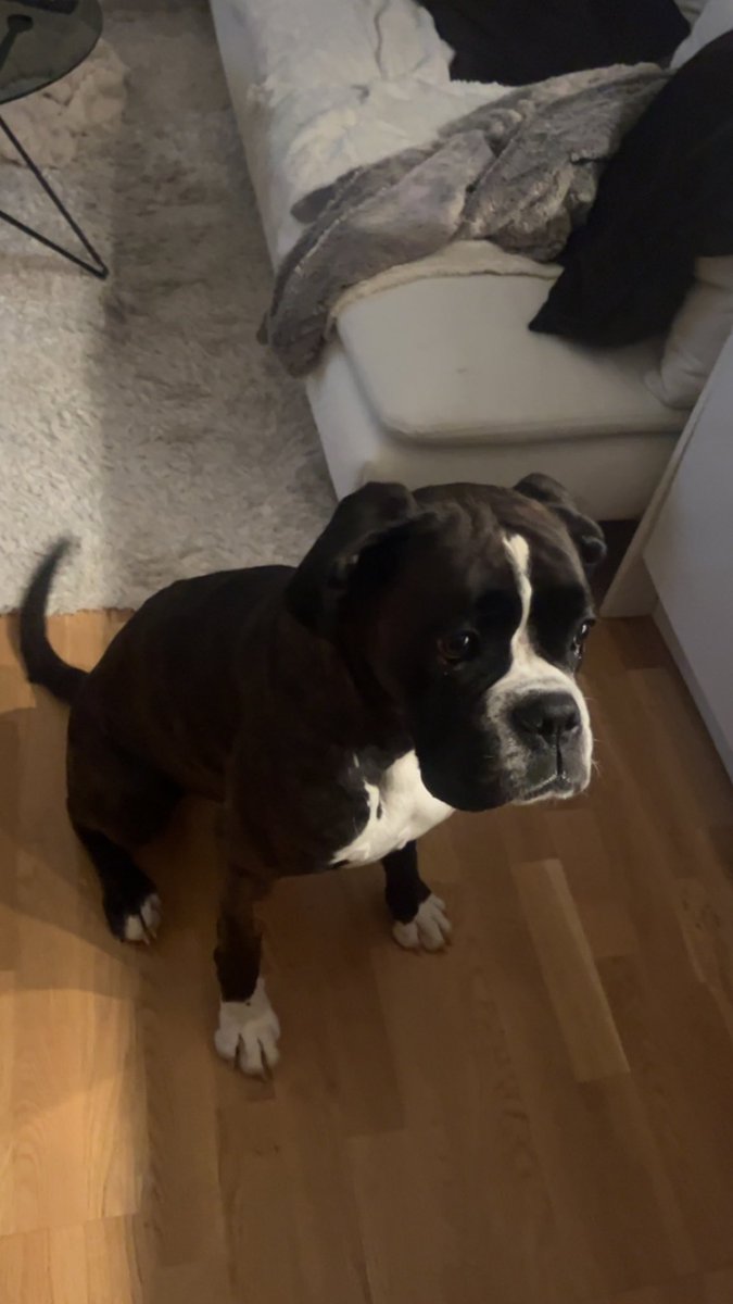 Hund upphittad i Luleå vid Coop Arena/Kvantum idag som sprang löst vid vägarna. 

Hjälp mig att hitta ägaren och dela gärna!