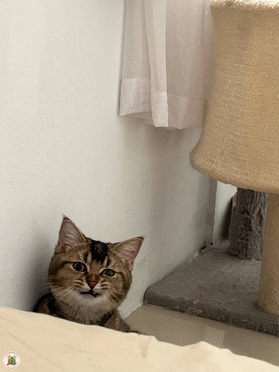 kcg! ku udah ga curut lagi 🥹