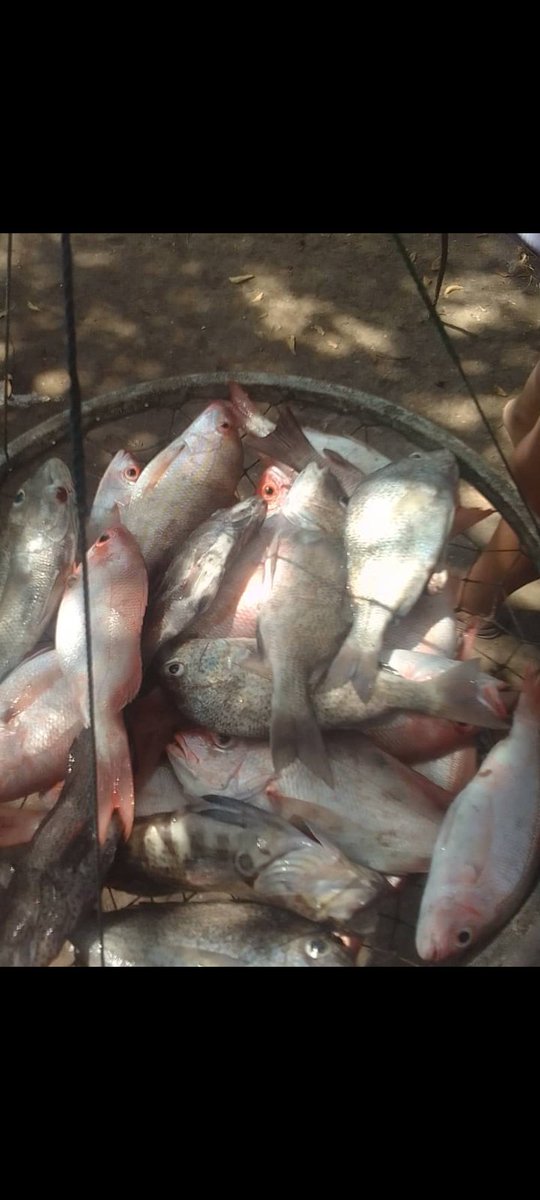 SalgadoEulice's tweet photo. La pesca de hoy en El Horcon península de macanao margarita arepa mantequilla y taja https://t.co/xuylVtqrlu