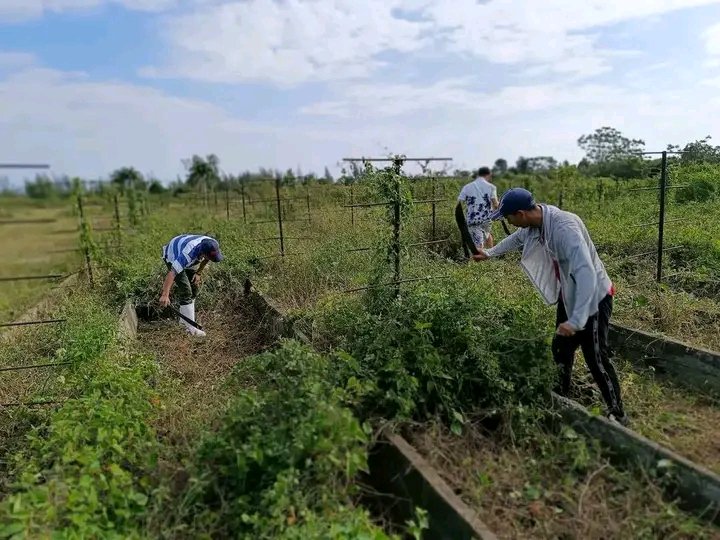 La <a href="/UniversidadMoa/">Universidad de Moa Dr. Antonio Núñez Jiménez</a> aporta significativamente a la soberanía alimentaria del municipio de #Moa Los jóvenes universitarios, junto a sus profesores a la vanguardia en la recuperación del organopónico Cupey <a href="/yurisley_valdes/">Yurisley Valdes Mariño</a> <a href="/WalterBG_MES/">Walter Baluja García</a> <a href="/AlexCespedes00/">Alex Céspedes</a> <a href="/AdisFiol/">Adis Fiol Cuenca</a> <a href="/AlietLam/">Aliet Lamorú Reyes</a>