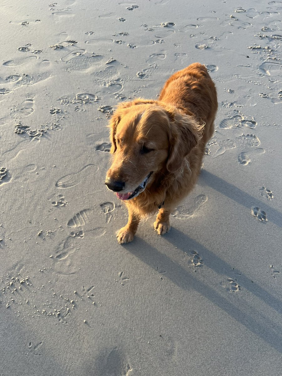 TheMerkie's tweet photo. #NationalGoldenRetrieverDay To the bestest out there-you make everything golden https://t.co/hwPB2HtcBf