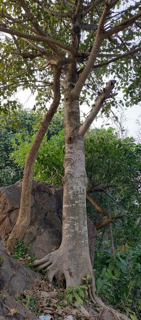 infotainmentod's tweet image. Good morning and Happy Sunday Treepeople 🌿🌳🌿

#trees #nature #treeday #treetime