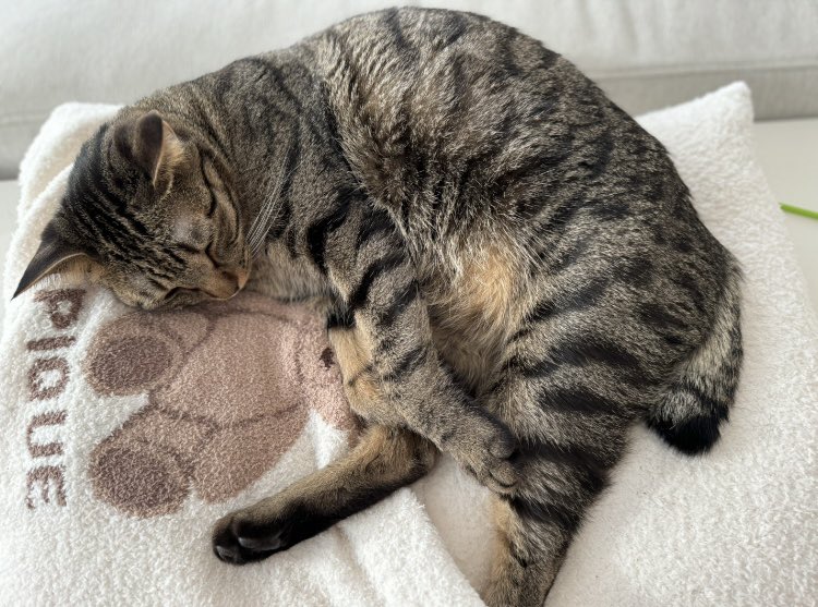 SAK_SAK_SAKUMA's tweet image. 多分この子の方が飼い主より布団で寝てる、、