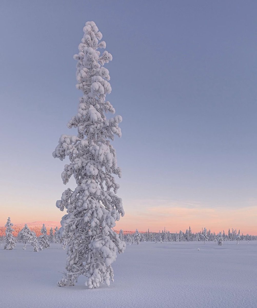 Good morning from 🇸🇪

#viral #outplanet #stayandwander #summer #forest #reels #voyage #earthfocus #discovery #nature #travel #wander #winter #snow #adventure