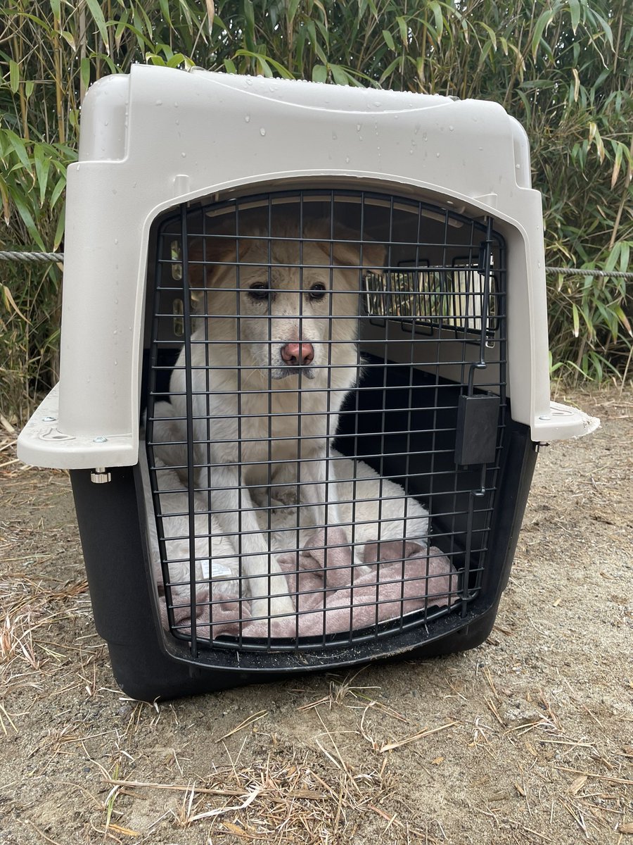 取り急ぎですが、脱走していた卒業犬のコメ吉を無事に保護することができました！！！
拡散いただいたり応援いただいた皆さまありがとうございました😭
また、無事に保護できたため脱走した旨の投稿は削除させていただきます！！