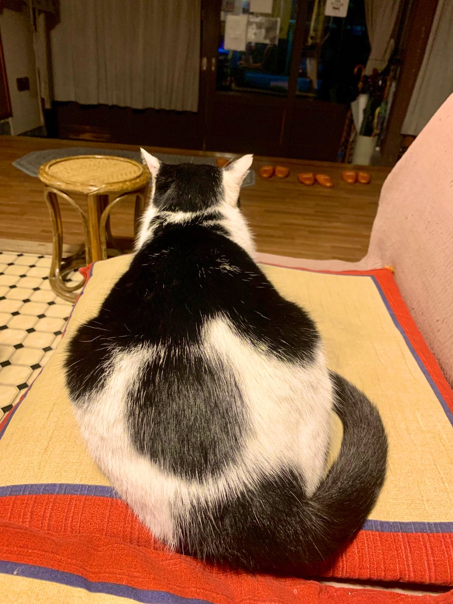 atuyujinjin1126's tweet photo. 今回は半年ぶりに「いさぜん旅館」に宿泊しました。猫好きにも堪らない宿。

1泊5000円ほどの自炊湯治宿で勿論休前日の1人泊も受け入れてくれる。

入湯税70円、冬季は暖房料が600円加算。 https://t.co/UNQgVBMtXd