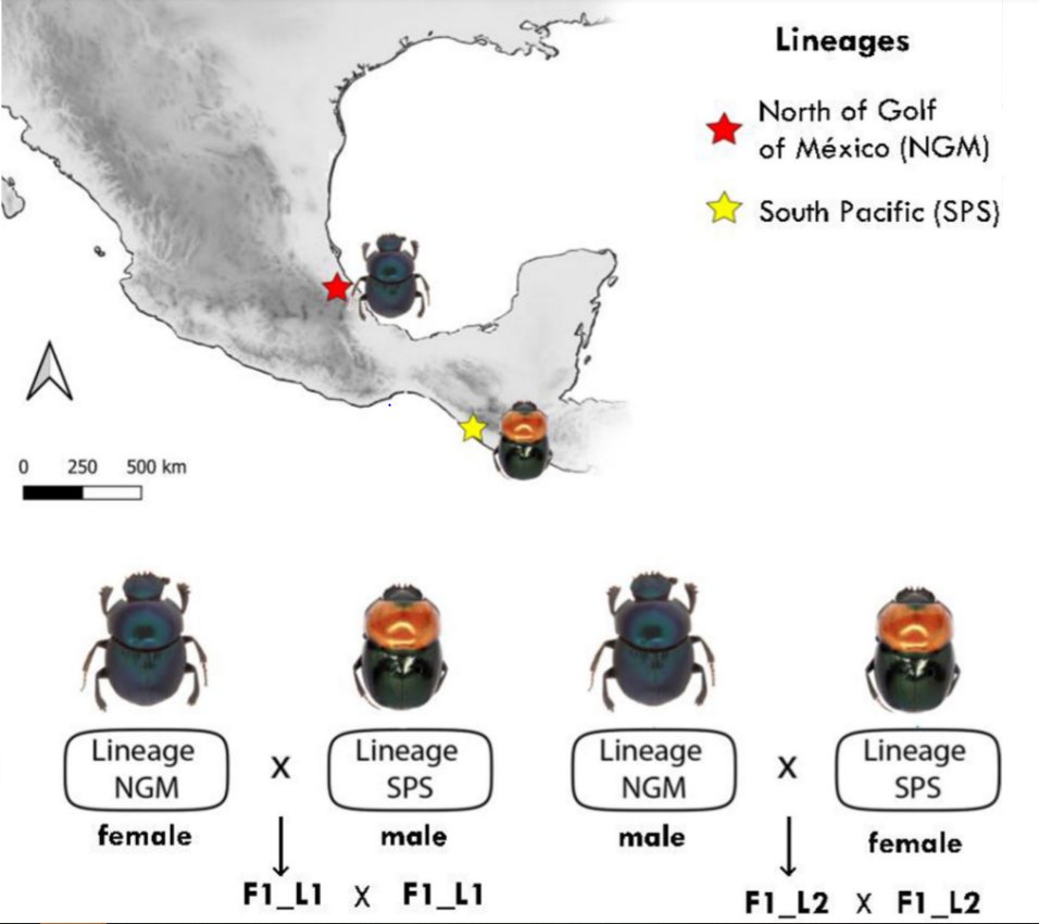 #LiteratureNotice Armas et al. Experimental Crosses Between Two #DungBeetles Lineages Show Transgressive Segregation in Physiological Traits. rdcu.be/dunB2 #Beetle #Beetles #ScarabBeetles #EvolutionaryBiology