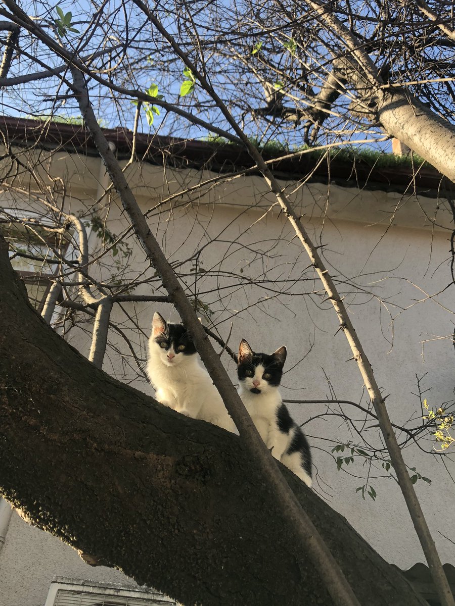 kedimarryy's tweet photo. @artikbisaIin Uyuyan kediyy benimm kızım , balkondakiler ise balkonda beslediğim , en sonda ise maskeli kedi var https://t.co/UQO6hDX5O2