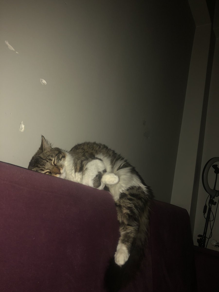 kedimarryy's tweet photo. @artikbisaIin Uyuyan kediyy benimm kızım , balkondakiler ise balkonda beslediğim , en sonda ise maskeli kedi var https://t.co/UQO6hDX5O2