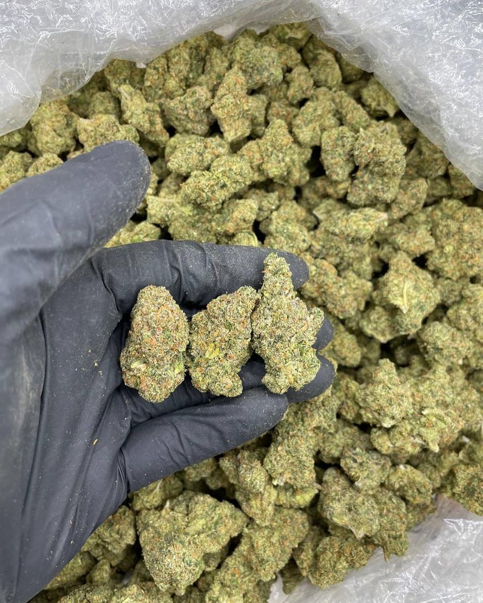 CannaGenesis420's tweet photo. Deadhead OG 🔥 

Feelings: creative, sleepy, talkative 🗣️

Flavors: Diesel, Pine, Spicy, Woody.

Aromas: Dank, Earthy, Pungent, Skunky, Spicy, Woody

International shipping 🌍 - https://t.co/eEucNnwgV8

Message us to place orders! 💨
#DeadheadOG  #CannabisCommunity #StonerFam https://t.co/ZShwLk5xKm