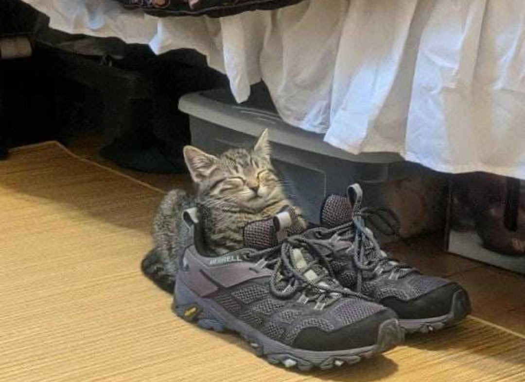 WeAssessCats's tweet photo. https://t.co/7MC4uL1CrO