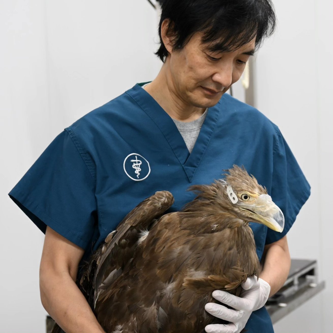 猛禽類学 猛禽類医学研究所 齊藤慶輔 on X: 
