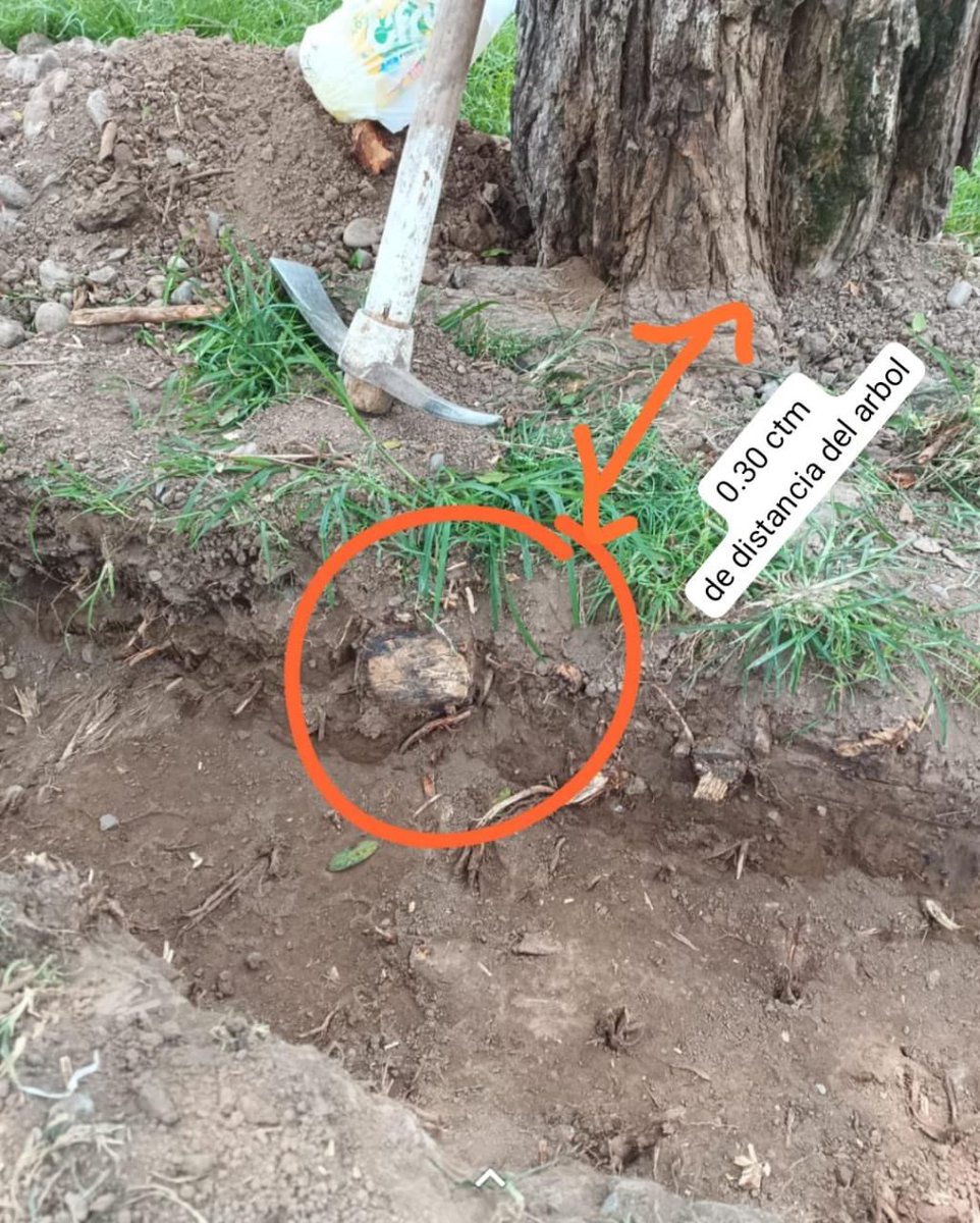 Kellycinmore's tweet photo. Desde el 23 de enero el alcalde de Magdalena quiere imponer este proyecto de losa deportiva sin dar comunicación a los vecinos, juntas vecinales o regidores. Han cortado las raíces de dos árboles y hoy han colocado cemento en las zanjas, dañando los demás árboles. https://t.co/HmJ71aSI9Q