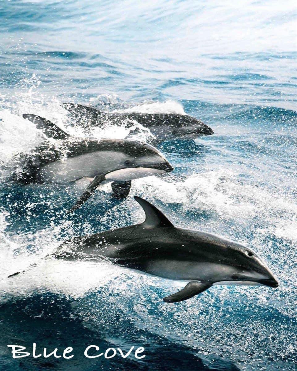 6941yoko's tweet photo. aloha kakahiaka🐬💙🌴🌺🙋♀️🌈
茱帆さん、皆さんおはようございます🐈🐾⸜❄️⸝☔️
HawaiianMusicで🤟🕊🌿💙💛
Angel Wild & Swim Free 🐬
#beachfm
#NaMeleNahenahe
#Hawaiianmusic
#music #石川茱帆
#weekendbythesea
@shonanbeachfm
#stoptaiji
#stopkillingdolphins https://t.co/bCLHo0Z4Do