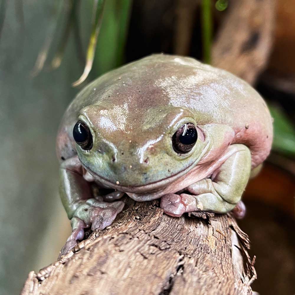 reptilescafe's tweet photo. 雨が止んても気温は上がらない横浜
お店は営業(11時〜18時、入店17時頃まで)です
なお
2月9日(金)は臨時休業いたします
ご注意ください
写真は
#イエアメガエル さんです
#爬虫類カフェ #reptilescafe #横浜カフェ
#ホワイトアマガエル #WhitesTreeFrog https://t.co/AGQEot23U0