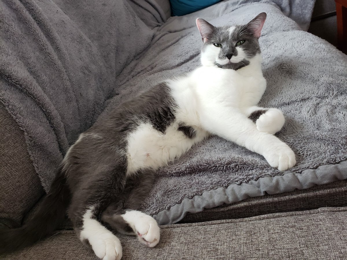 CompanionBridge's tweet image. Blue Cheese is a very pretty Kitty in need of bladder stone surgery.  Dad is trying to raise funds and has reached out for help. Any amount is much appreciated.
companionbridge.org/ourstory/blue-…