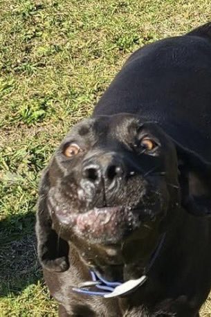 Jollin061210's tweet photo. @nugget_karalyn @waterfallsrus Mama said she couldn’t pick just one. 🙄 She laughs at my floppy chops quite often. ❤️🐾Jubee🐾❤️ #funnyfacefriday https://t.co/bANoOSRSNH