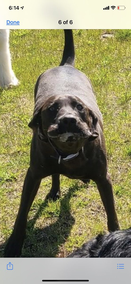 Jollin061210's tweet photo. @nugget_karalyn @waterfallsrus Mama said she couldn’t pick just one. 🙄 She laughs at my floppy chops quite often. ❤️🐾Jubee🐾❤️ #funnyfacefriday https://t.co/bANoOSRSNH