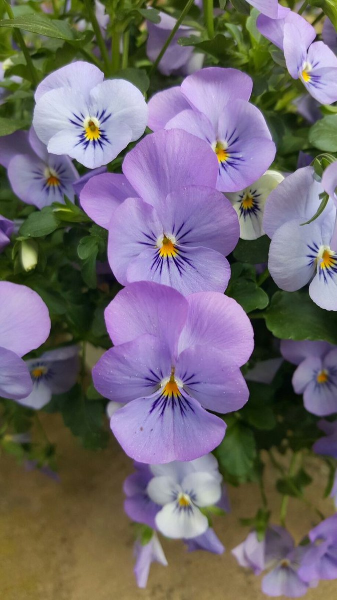 474,400 impressions ↗️
Thank you 🌹🌏