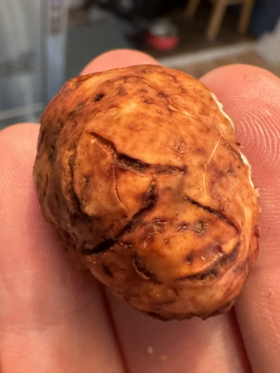 Tuber Oregonense. The “Oregon White Truffle.” Found 25+ today in a small 20x20ft patch today. 

Ground them up into bison burgers and a creamy cheese sauce. Was genuinely one of the finest burgers I’ve ever eaten.