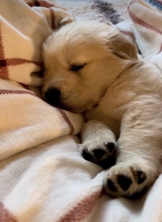 dogs so cute that could save the world tweet media