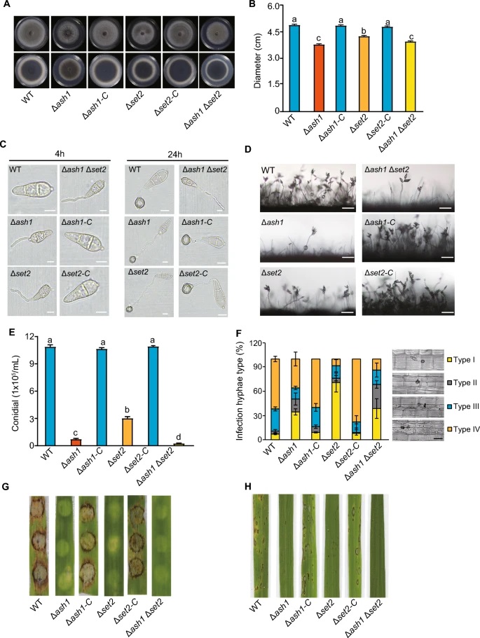 Two H3K36 methyltransferases differentially associate with transcriptional activity and enrichment of facultative heterochromatin in rice blast fungus. Mengting Xu, Ziyue Sun, Huanbin Shi, Jiangnan Yue, Xiaohui Xiong, Zhongling Wu, Yanjun Kou & Zeng Tao link.springer.com/article/10.100…