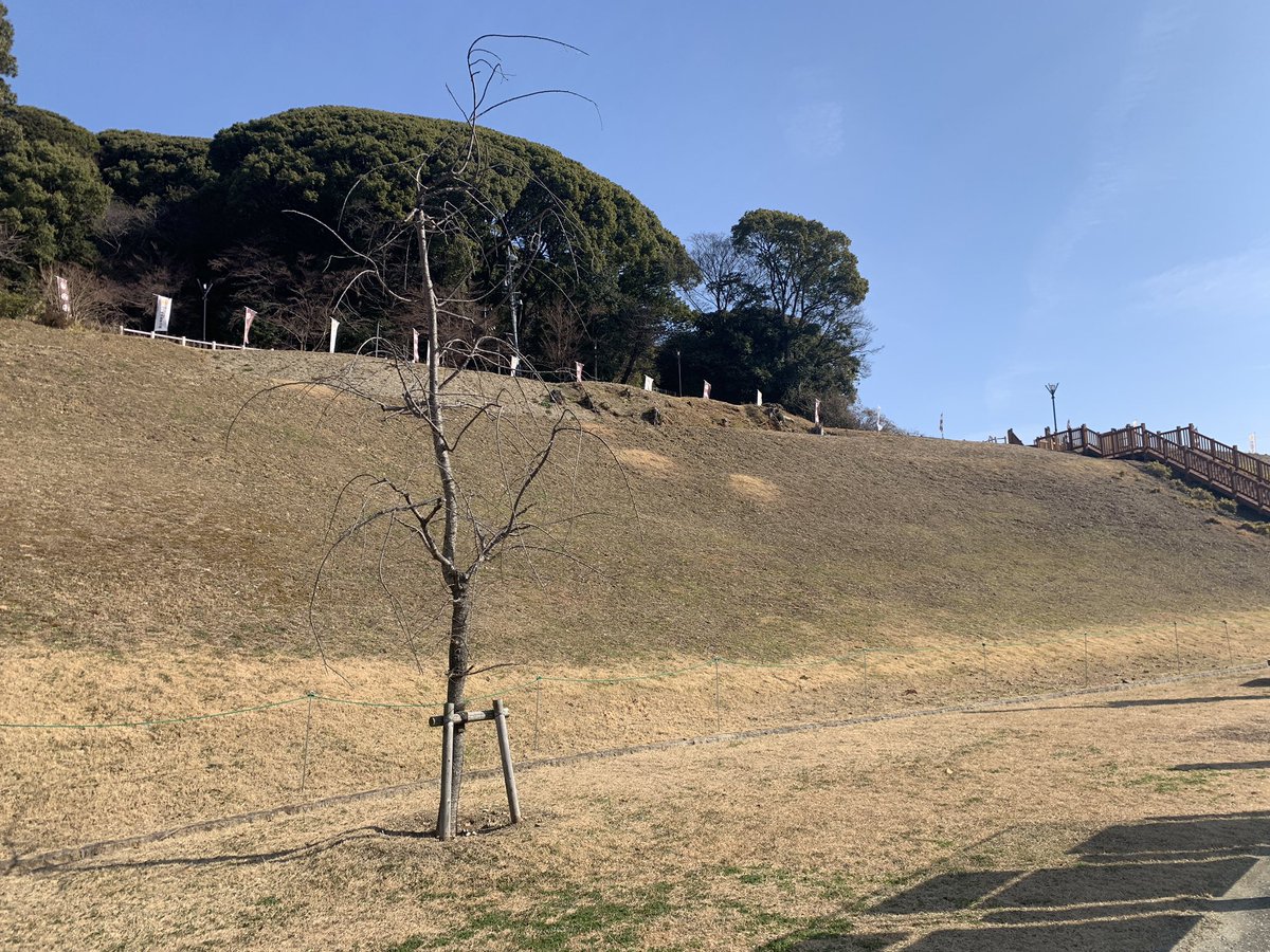 Moichi67's tweet photo. 小牧山城来訪
何度も来ていますが、改めて堀の壮大さを実感。
小牧長久手の戦い前に、秀吉南下を食い止めるために、家康が大改築したことがよくわかります。

#小牧山城　#城
#iwasakijo #rockmantakaaki #komanaga_naiki #Shirobito_jp #nhk_ieyasu #togetherTOIRE https://t.co/q1FhppZFwB