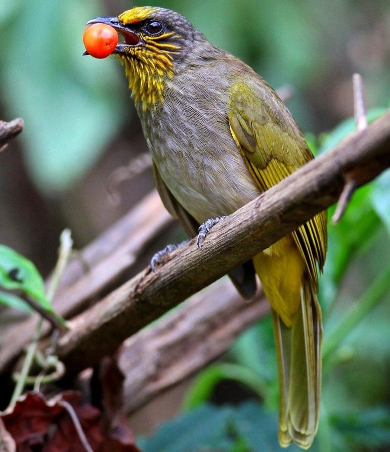 Discovery_E16's tweet photo. Pied-throated true bulbul.
Found in southeast Asia.
#animal #Discovery #LovelyAnimal
https://t.co/zgwLzbKK9C https://t.co/N9zQDvIg7M