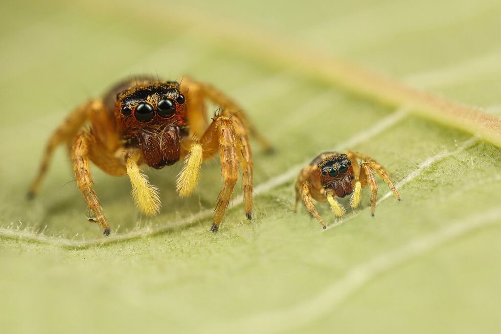 taylorndean's tweet photo. currently obsessed with pictures of jumping spiders hanging out with their babies. look at them. they’re so small and their babies are even smaller. it’s so great. https://t.co/jpQCGqoIN8