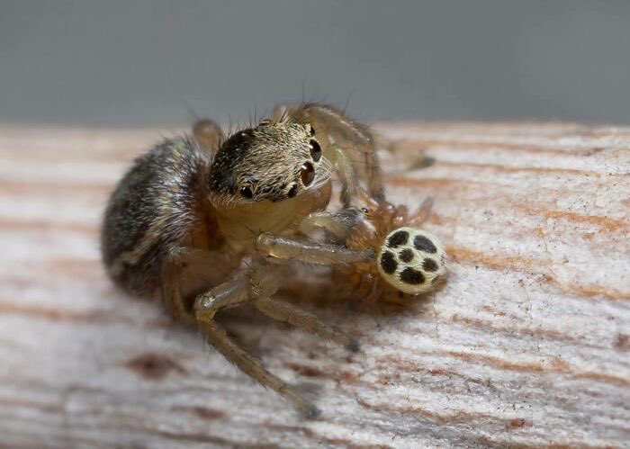 taylorndean's tweet photo. currently obsessed with pictures of jumping spiders hanging out with their babies. look at them. they’re so small and their babies are even smaller. it’s so great. https://t.co/jpQCGqoIN8