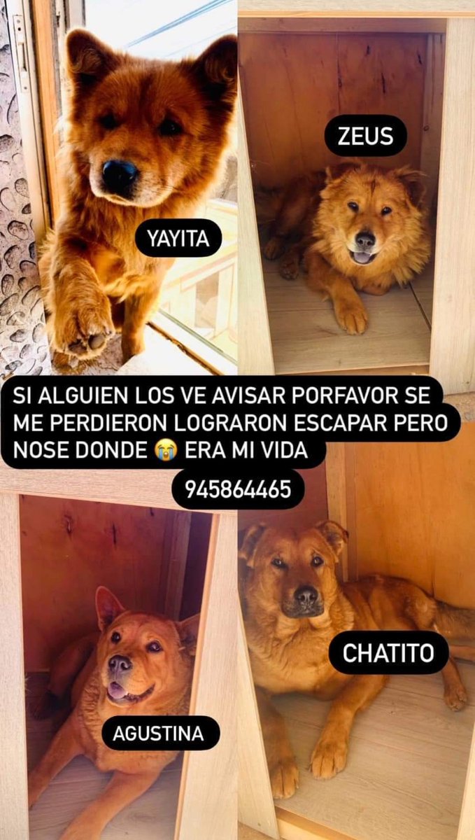 PobleteELF's tweet photo. Región de Valparaíso
#IncendiosForestales
#MascotaPerdida
#IncendioForestal
#URGENTE
Reñaca Alto
Curauma
Canal Beagle https://t.co/PcGrT5Bjqh